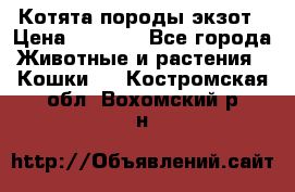 Котята породы экзот › Цена ­ 7 000 - Все города Животные и растения » Кошки   . Костромская обл.,Вохомский р-н